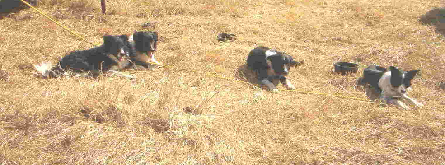 Rudy, Bill, Ben and Lee waiting their turn at the Mullin Cattle Dog Trial in Texas