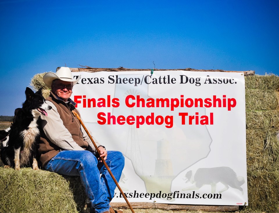 Crook, a border collie, receiving the Open Ranch championship award at the Texas Sheepdog Finals