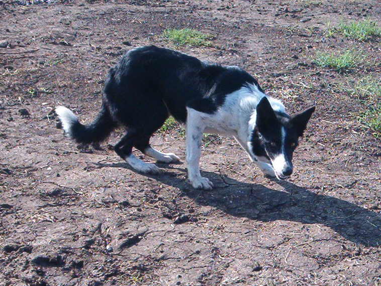 Lee, a small and fast border collie working cattle