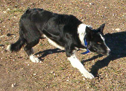 Mitch, a young border collie, winner of the Sundowner Stockdog Futurity