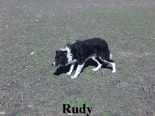 Rudy, a border collie, working at the 2002 Texas Cattle Dog Finals