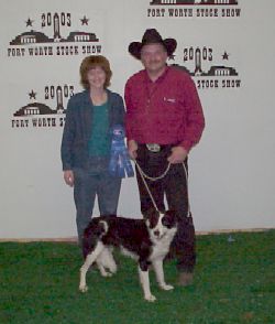 Splash, a border collie, working sheep at a stock show trial